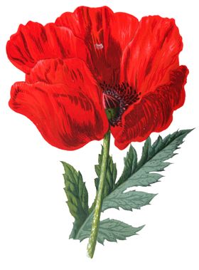 复古花朵植物图案