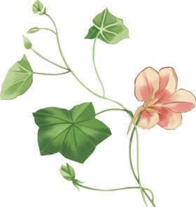 绿色手绘花