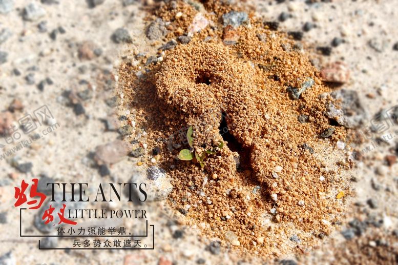 编号：64829009121511163048【酷图网】源文件下载-蚂蚁窝