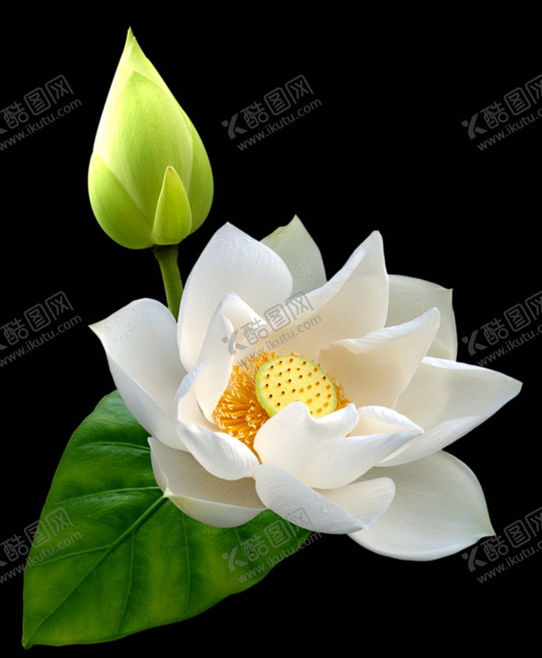 编号：83419609202013303445【酷图网】源文件下载-创意花朵植物图案