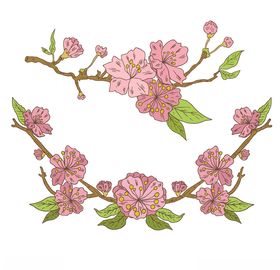 樱花