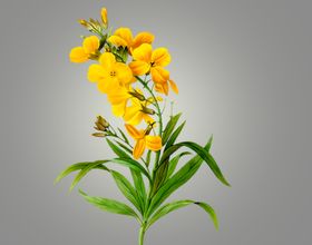 鲜花