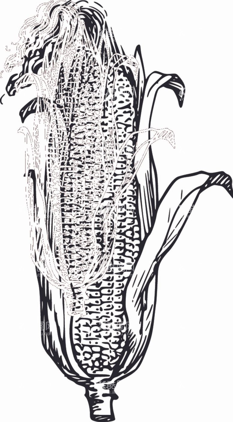 编号：61914412021748164043【酷图网】源文件下载-手绘玉米