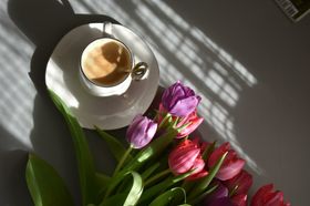 郁金香花朵绽放自然景观
