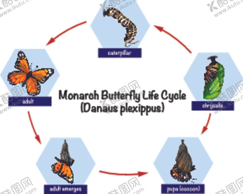 编号：28278609270516393338【酷图网】源文件下载-帝王蝶生命周期
