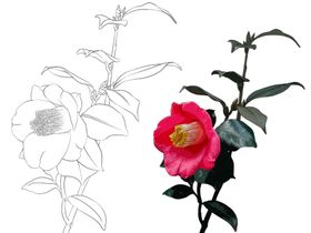 花卉素描