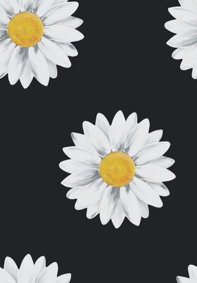 小雏菊