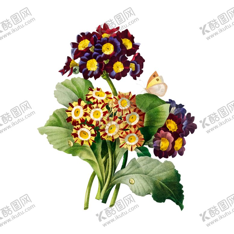 编号：74590507031358557014【酷图网】源文件下载-花卉插图