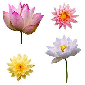菊花荷花