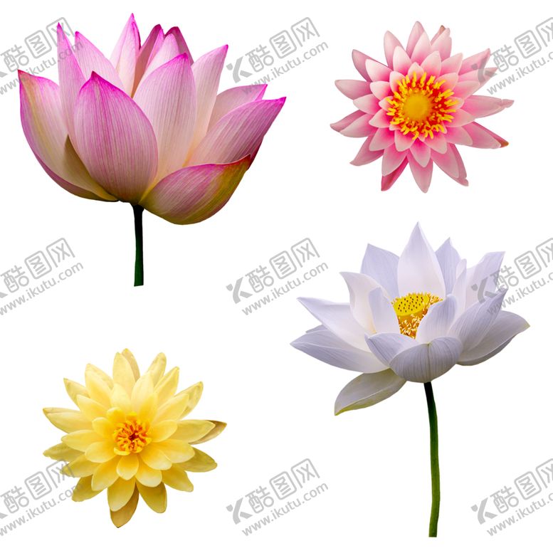 编号：75529205051419142571【酷图网】源文件下载-菊花荷花