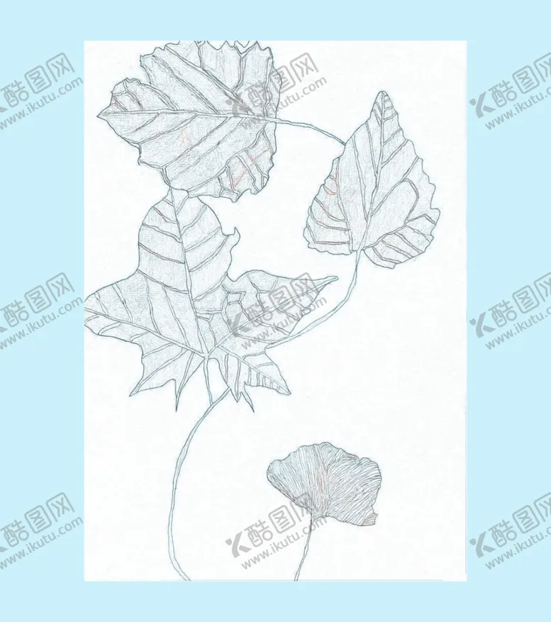 编号：86712110170627569388【酷图网】源文件下载-树叶线稿psd