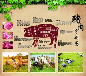 猪肉部位详解与养殖场景