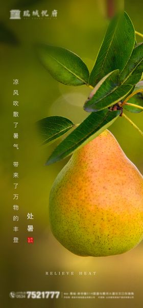 处暑节气海报简约实景梨子