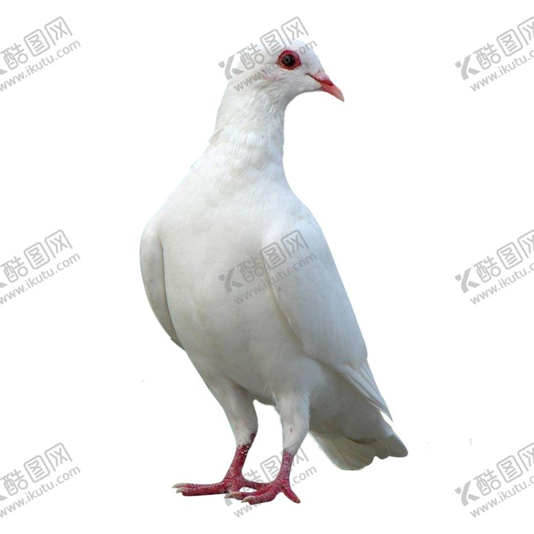 编号：71021410301752199950【酷图网】源文件下载-白鸽
