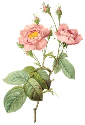 植物花卉油画装饰画