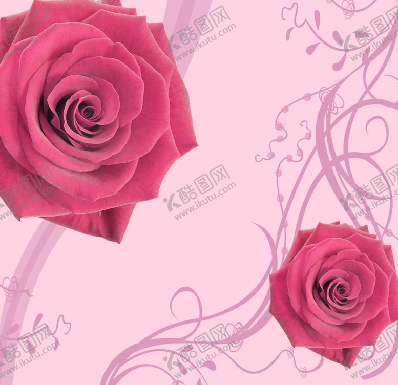 编号：69301906271355163400【酷图网】源文件下载-粉红色玫瑰花