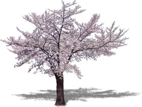 手绘樱花装饰