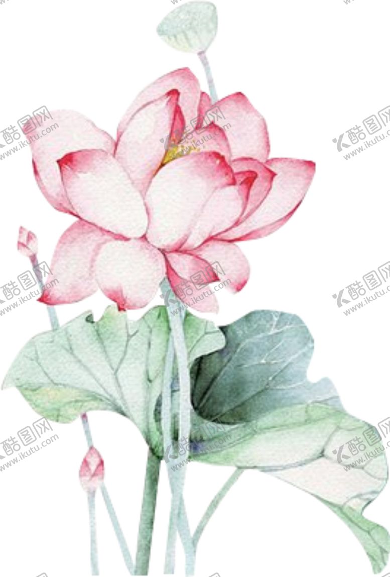 编号：31033905120945493803【酷图网】源文件下载-荷花荷叶