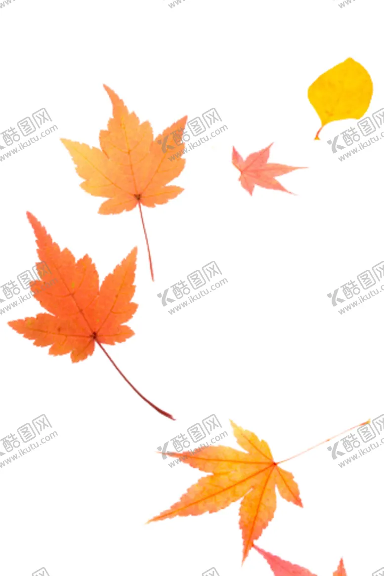 编号：81885106251455476428【酷图网】源文件下载-枫叶元素