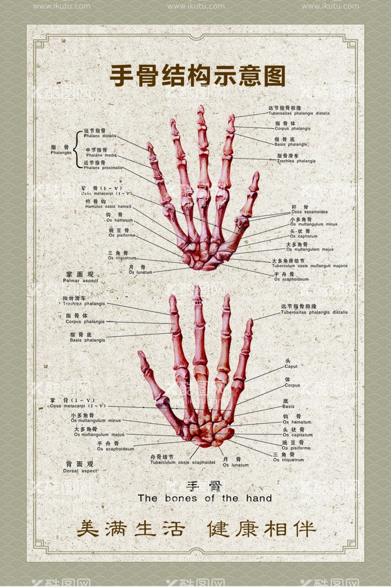 编号：67983410081408068076【酷图网】源文件下载-手骨结构示意图