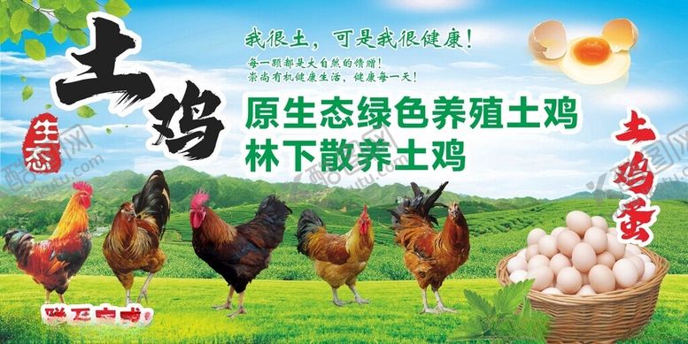 编号：18717101140448095671【酷图网】源文件下载-土鸡土鸡蛋美食海报