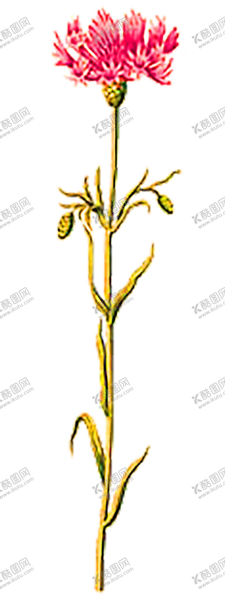 编号：48882710311336279139【酷图网】源文件下载-鲜花装饰