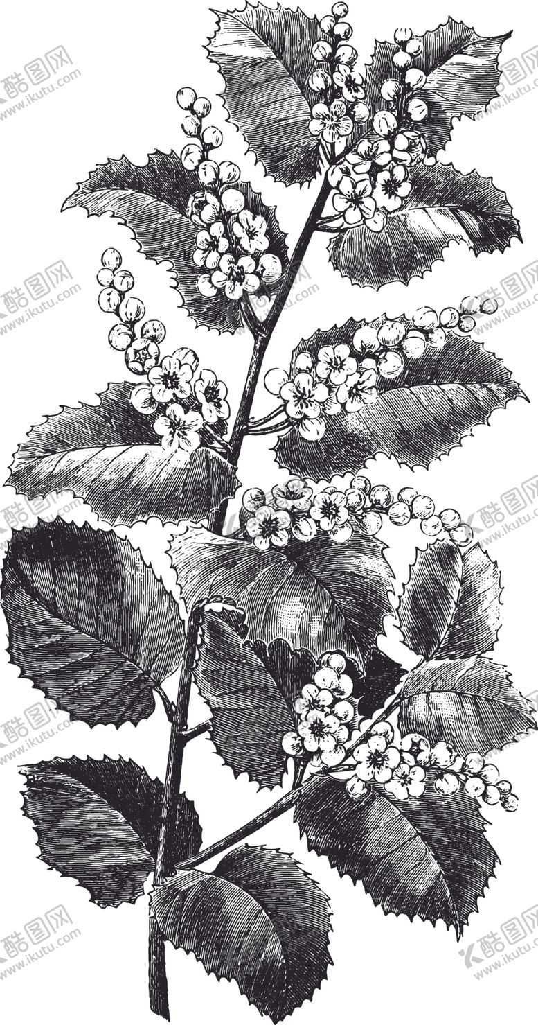 编号：98432910161733537571【酷图网】源文件下载-线描植物