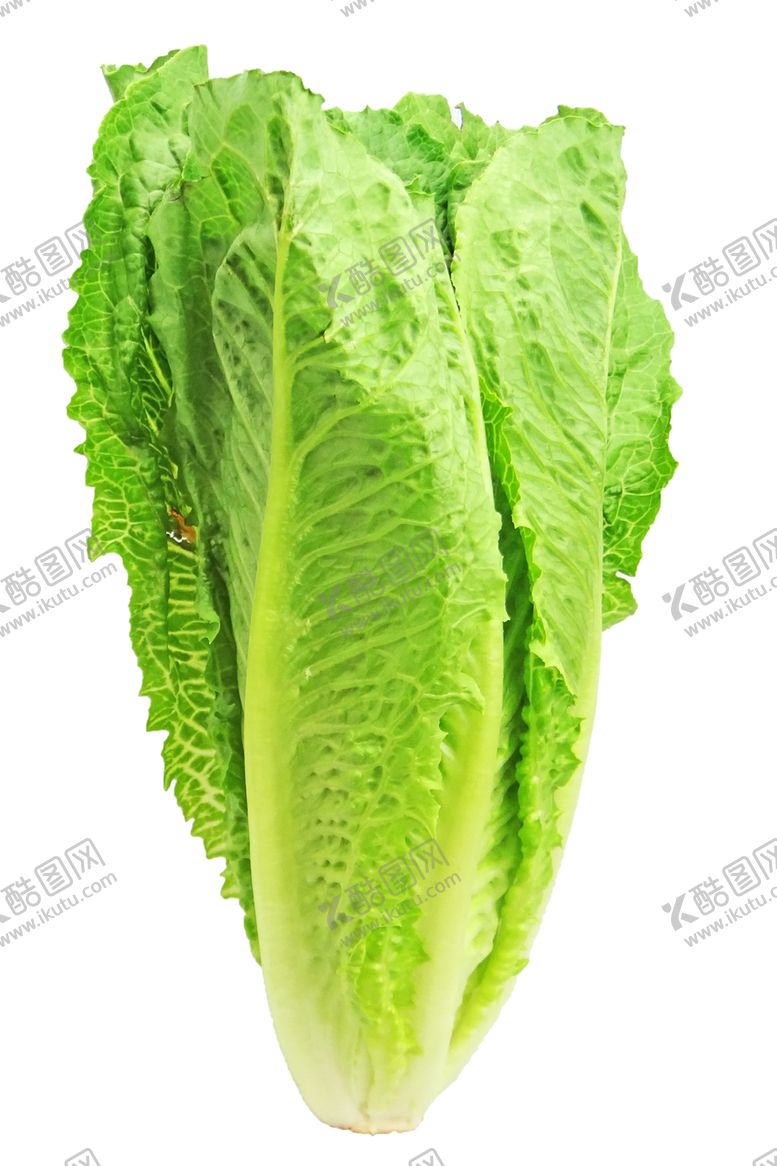 编号：91592509290938484831【酷图网】源文件下载-白菜