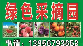 肥桃采摘园
