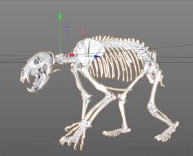 C4D模型骨头