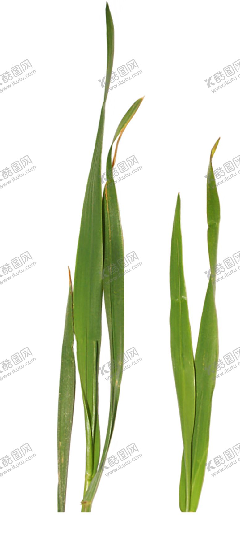 编号：44483610070925171136【酷图网】源文件下载-绿色植物