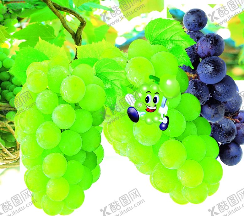 编号：31729310280337019943【酷图网】源文件下载-青葡萄