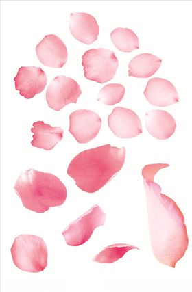 玫瑰花瓣
