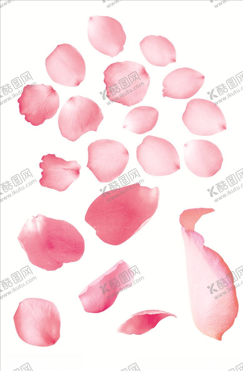 编号：18533409210451542556【酷图网】源文件下载-玫瑰花瓣