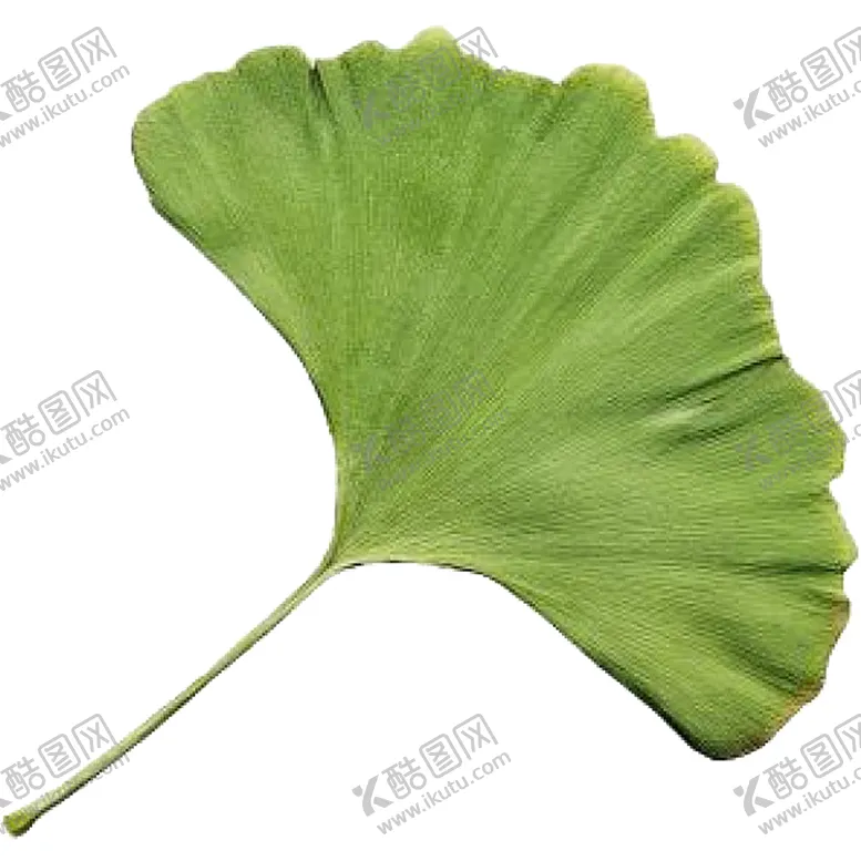 编号：16483606271938272546【酷图网】源文件下载-银杏叶
