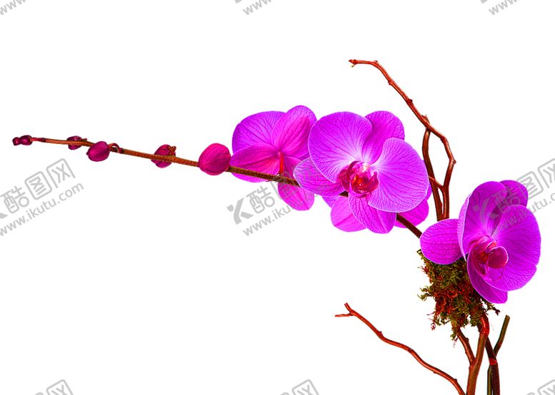 编号：93345809260818098538【酷图网】源文件下载-花素材