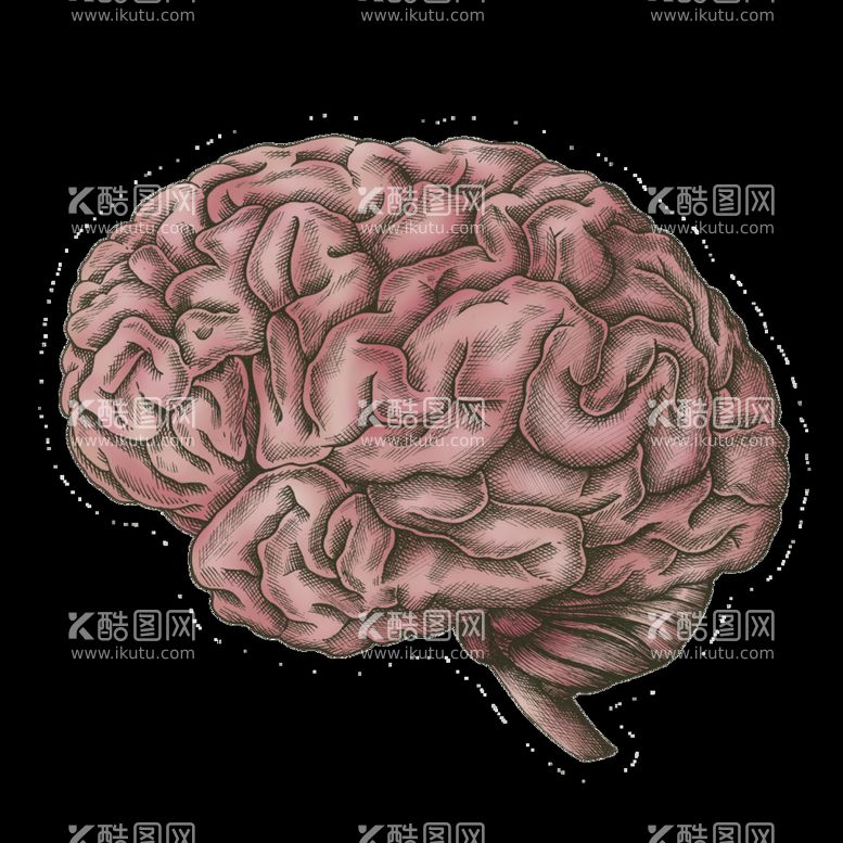 编号：32966711071848061526【酷图网】源文件下载-大脑插画