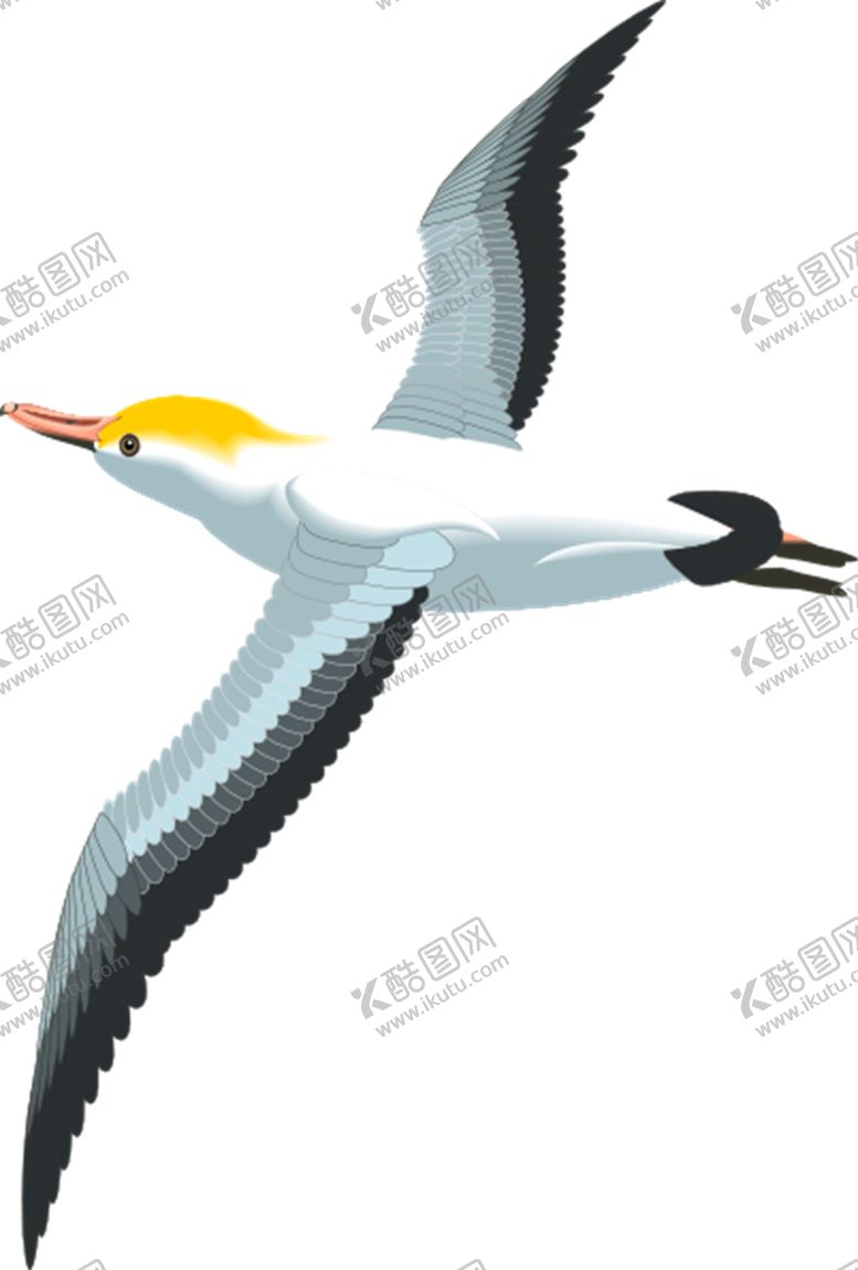 编号：87916509170756019536【酷图网】源文件下载-海鸥