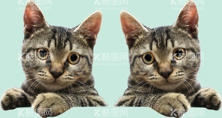 编号：83868611301711263311【酷图网】源文件下载-猫咪