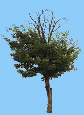景观树