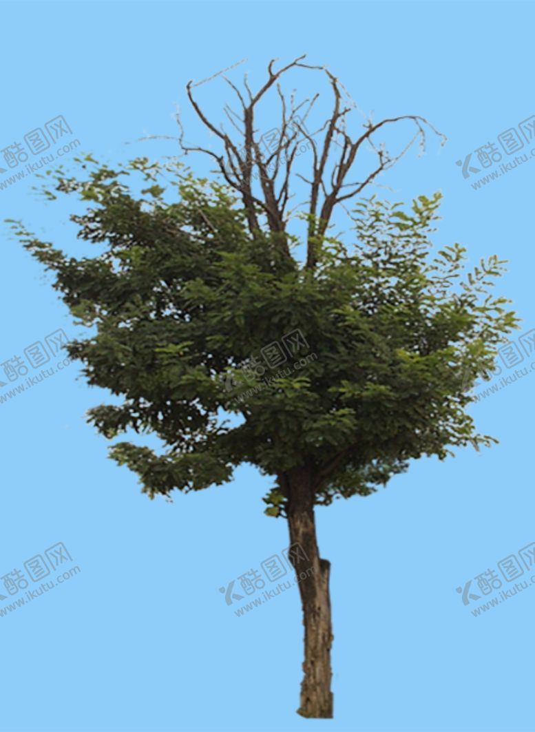 编号：72706507040615101473【酷图网】源文件下载-景观树