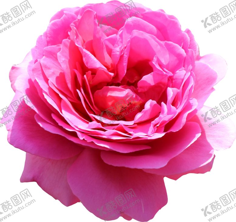 编号：82215007141518357249【酷图网】源文件下载-花朵