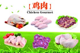 鸡肉结构图