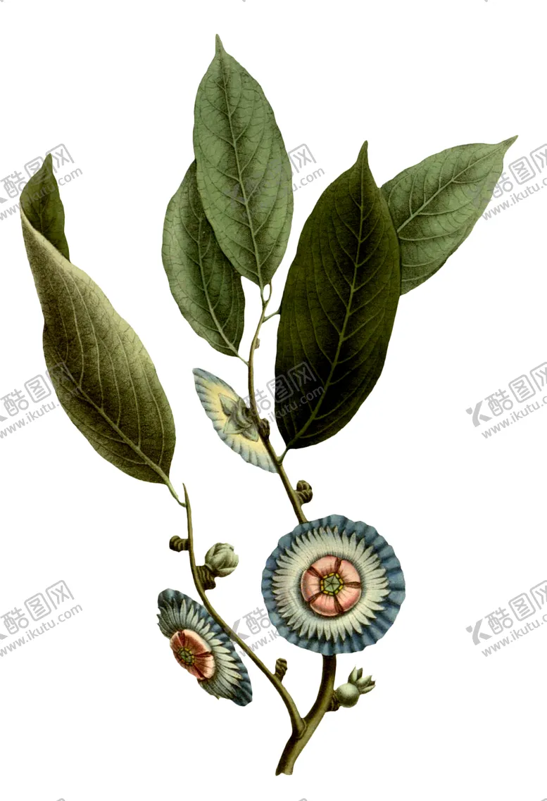 编号：13523707062238069748【酷图网】源文件下载-复古花朵植物图案