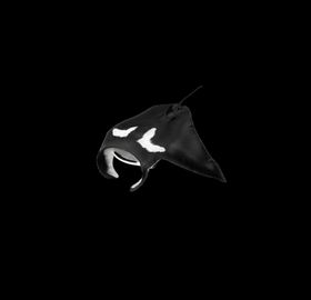 海洋生物