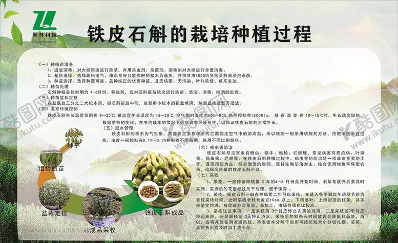编号：12439305151224211243【酷图网】源文件下载-铁皮石斛的培育种植过程