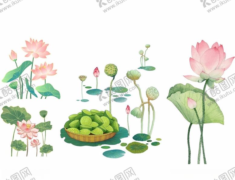 编号：93888412160949344910【酷图网】源文件下载-荷花