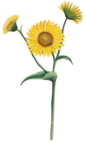 复古花朵植物图案