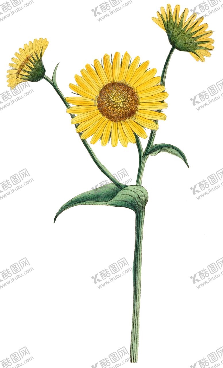 编号：57584010100112093536【酷图网】源文件下载-复古花朵植物图案