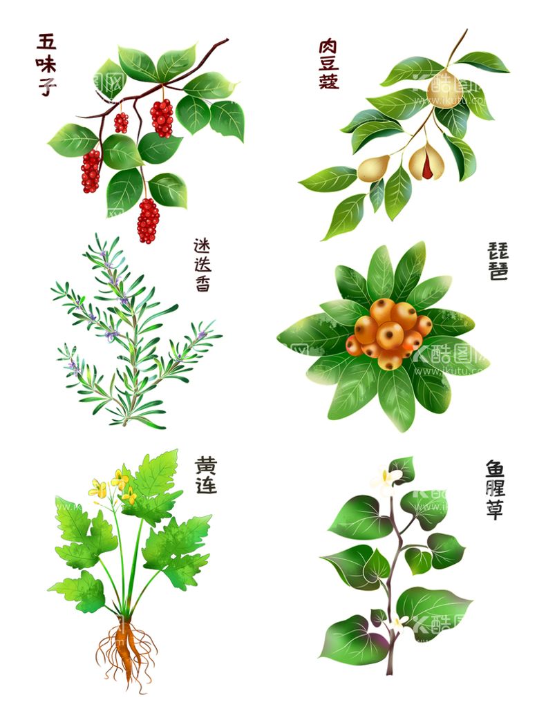 编号：08295410032135265374【酷图网】源文件下载-中药草本植物